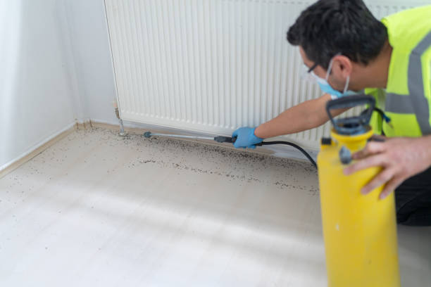Wasp Removal Services in South Run, VA